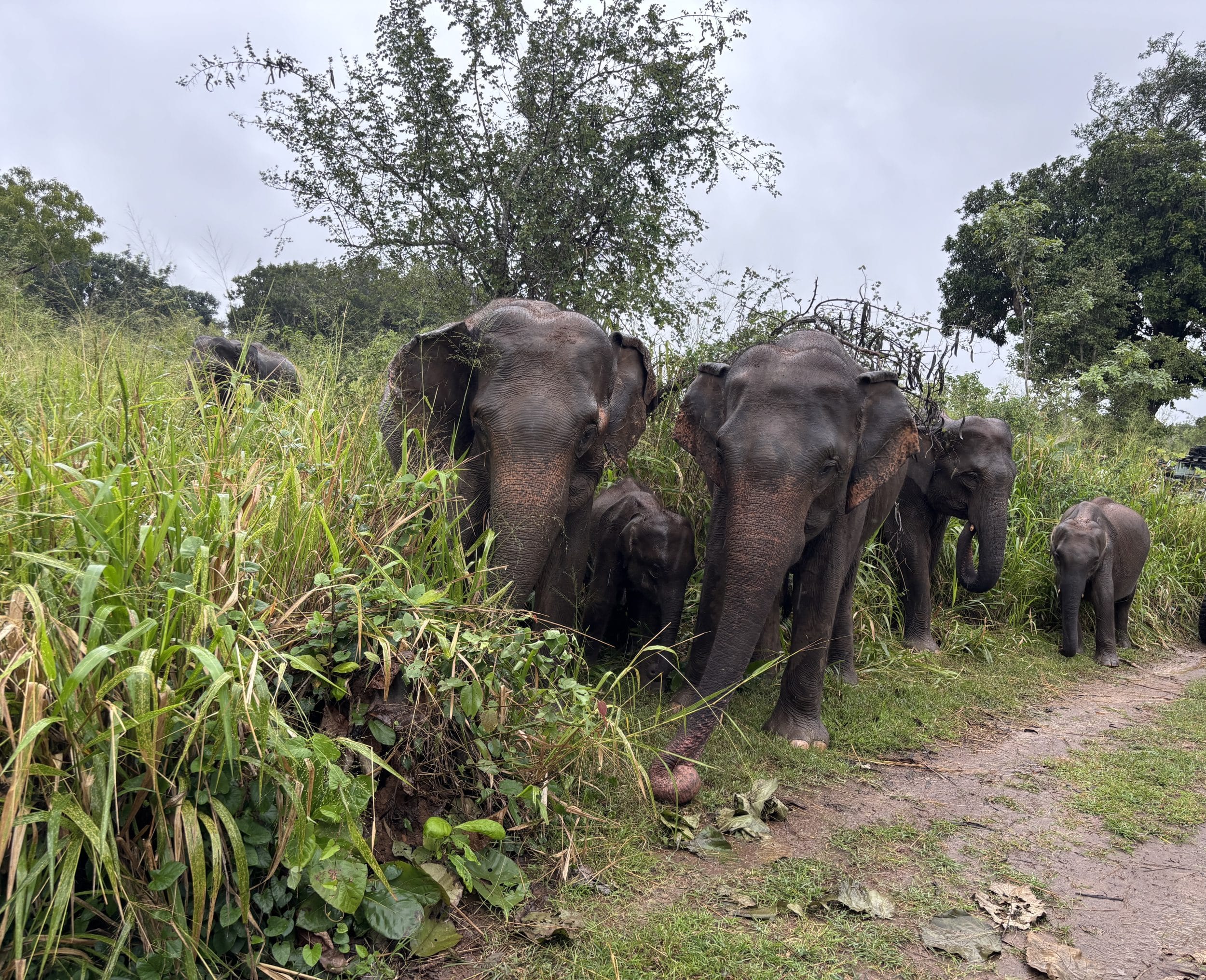 Elephants